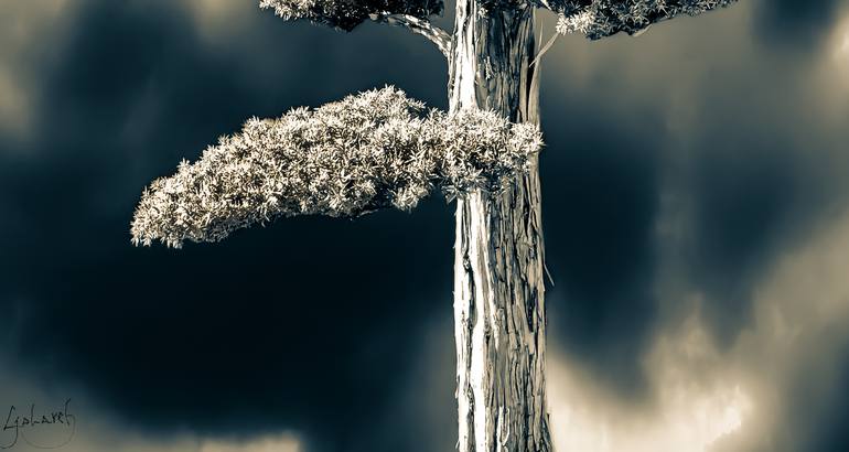 Original Conceptual Tree Photography by G o l a r e h