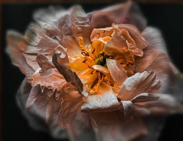 Print of Abstract Floral Photography by zhibek alipour