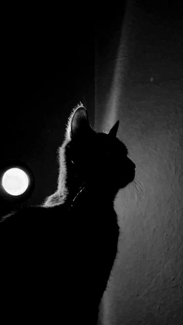 Print of Contemporary Cats Photography by Anastasiia Intenberh