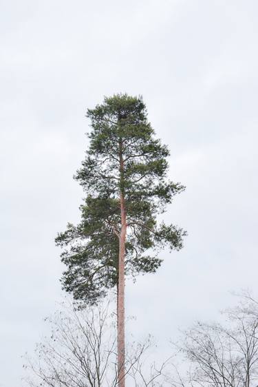 Print of Contemporary Tree Photography by Anastasiia Intenberh