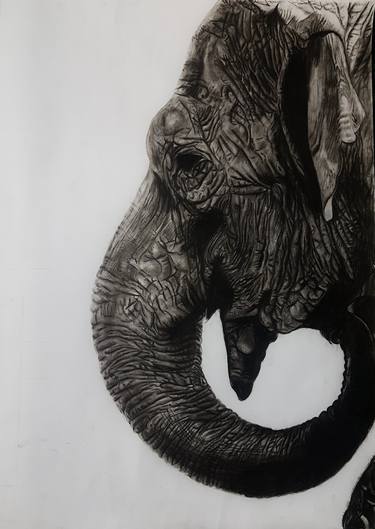 Original Fine Art Animal Drawings by Kamtoro Okon