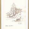 Fir Tree in Barcelona, ink on paper, 2025