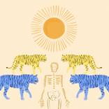 Tigers in the Sun by Rosa Bluestone Perr