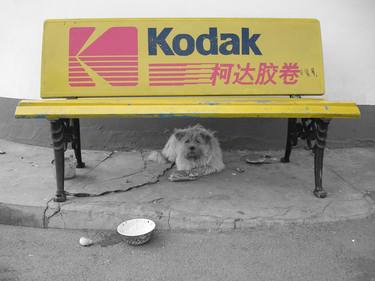 Dog Kodak Moment thumb