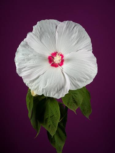 Hibiscus - Limited Edition of 5 thumb