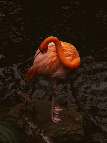 Original Minimalism Animal Photography by Tommy Lei