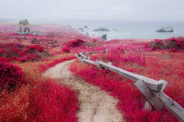 Original Contemporary Nature Photography by Tommy Lei