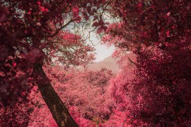 Original Contemporary Nature Photography by Tommy Lei