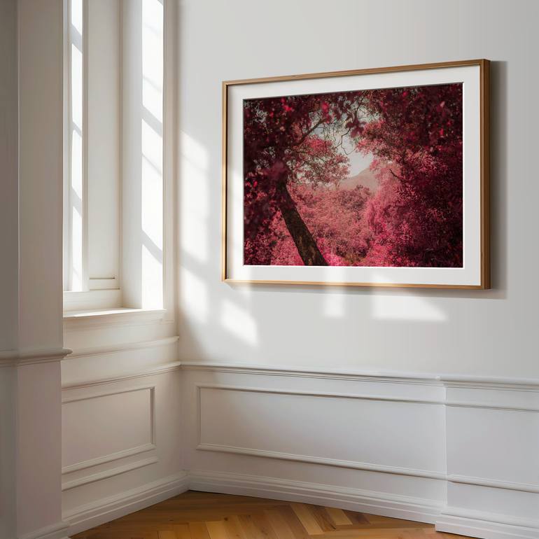 Original Contemporary Nature Photography by Tommy Lei