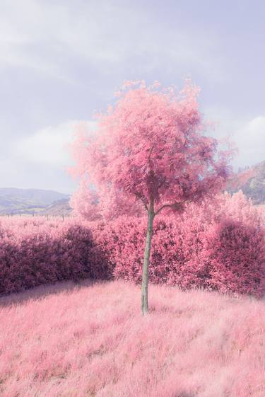 Original Contemporary Nature Photography by Tommy Lei