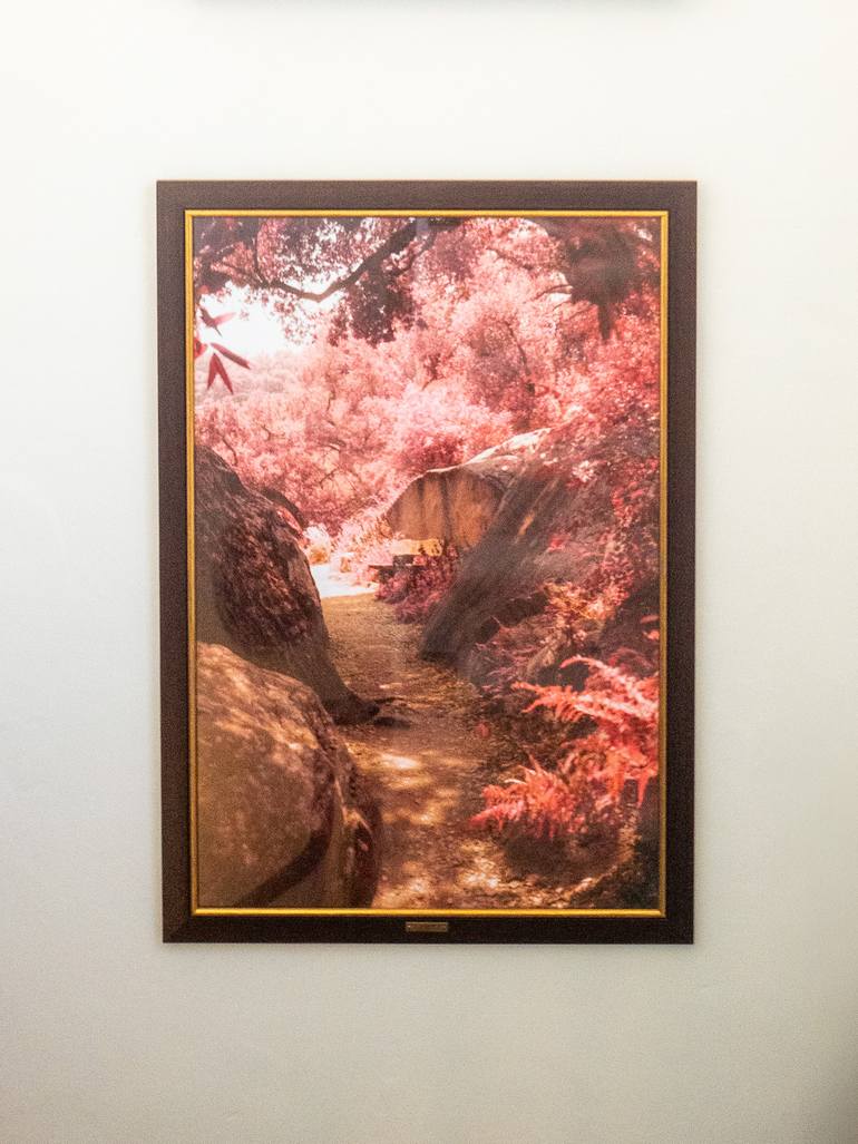 Original Contemporary Nature Photography by Tommy Lei