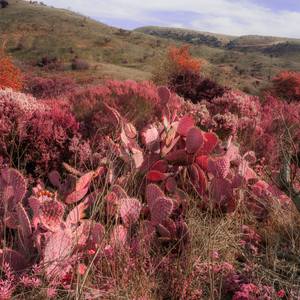 Cacti