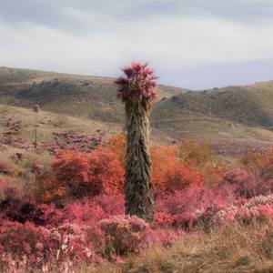 Palm and Cacti