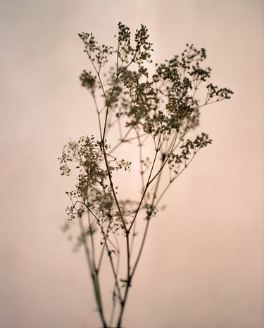 Decaying Gypsophila - Limited Edition of 20 thumb