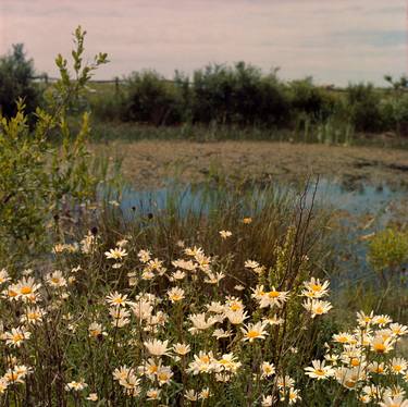 Daisy Pond, British Countryside - Limited Edition of 10 thumb