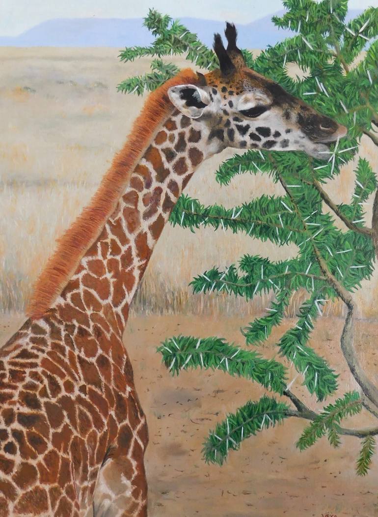 giraffe eating tree