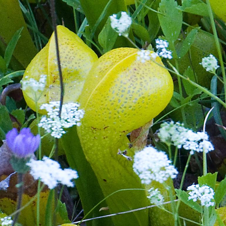 Original Documentary Floral Photography by Todd Gilens