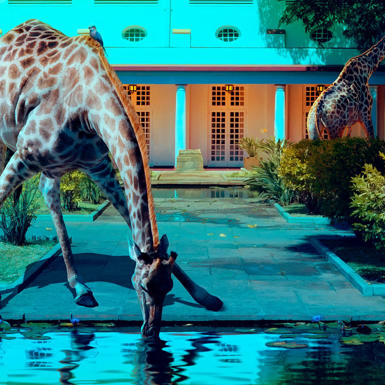 Original Fine Art Animal Photography by Bodhi Del Mar