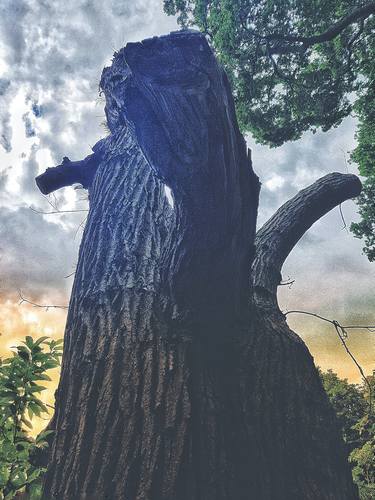 Original Tree Photography by Reena Dookhee