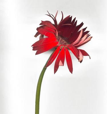 Original Floral Photography by william oldacre