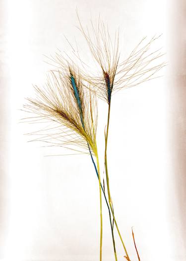Hairy Grass - Limited Edition of 8 image
