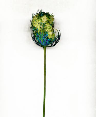 Original Fine Art Floral Photography by william oldacre