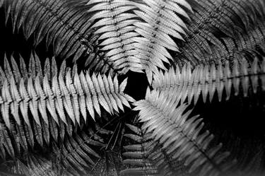 Original Botanic Photography by william oldacre