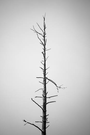 Print of Tree Photography by Nicholas Curl