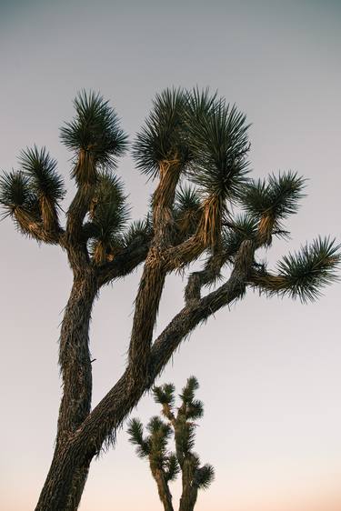 Original Fine Art Tree Photography by Nicholas Curl