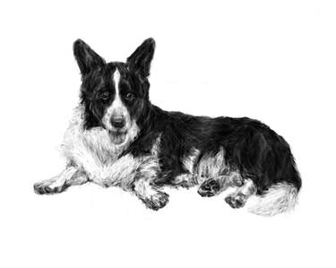 Cardigan Corgi (Study 4) thumb