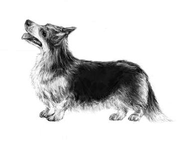 Pembroke Corgi (Study 1) thumb