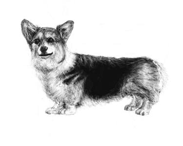 Pembroke Corgi (Study 2) thumb