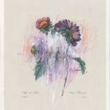 Collection Gouache Paintings