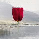 The Flower - when perception becomes emotion by Zlatka Paneva