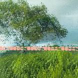 The Colors of Spring by Zlatka Paneva