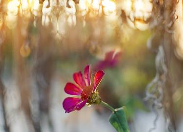 Print of Fine Art Floral Photography by Sanhita Bhattacharjee