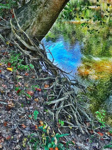 Print of Abstract Tree Photography by Tammera Carter