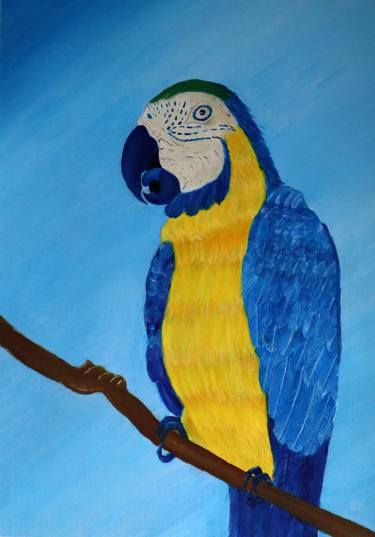 Macaw from the Amazon thumb