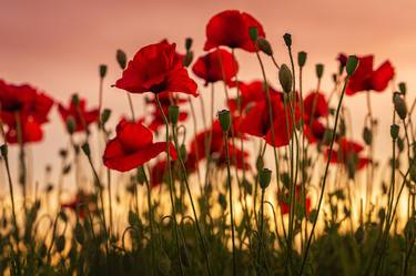 Colorful poppy flowers in the sunset light. - Limited Edition of 10 thumb