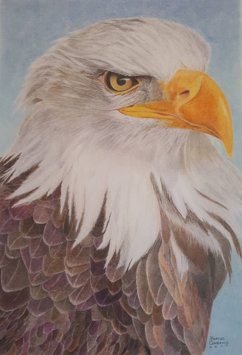 eagle drawings with color