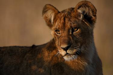 Original Fine Art Animal Photography by Josh Flatman