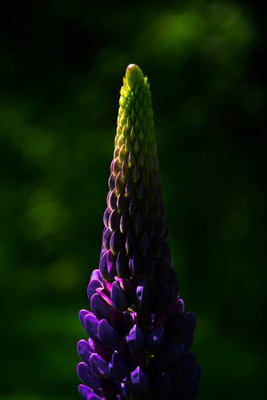 An emerging lupin, signed - Limited Edition of 10 thumb