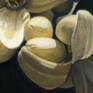 A classic and elegant floral picture. The subtle muted tones are designed to instill a kind of peace in the viewer. 
Orange tree flowers deep in leaves during the Siesta.
Light reflections fell on the flower's petals hiding it in the shadows.
A warm blurry glow was made using the sfumato technique, which adds mystery to everyday things.

Painting made with Acrylic & Oil on medium-density fiber (MDF Wood) board.