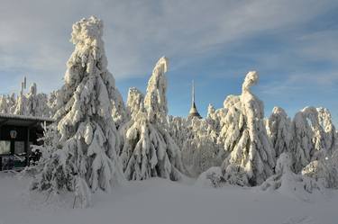 Frozen trees thumb