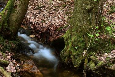 Original Nature Photography by Jiří Dvořák