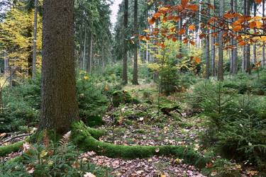 Original Nature Photography by Jiří Dvořák