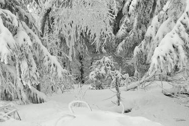 Original Abstract Nature Photography by Jiří Dvořák