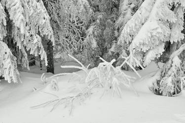 Original Abstract Nature Photography by Jiří Dvořák