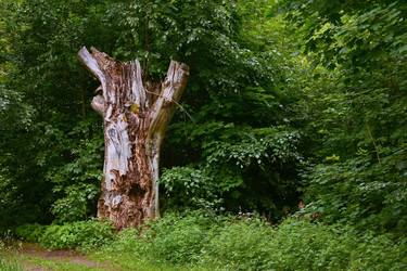 Original Documentary Nature Photography by Jiří Dvořák