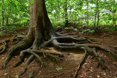 Strange tree thumb